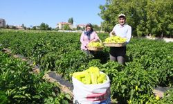 Denizli’nin yeşil altını dalından indi: Tescilli Kaledavaz Biberi tezgahlarda, 30. dev festival geliyor!