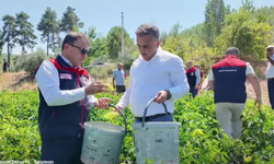 Kale'de biber hasadı başladı