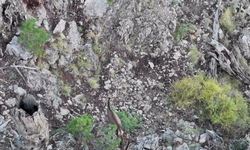 Akdağ'da kızıl geyikler termal dronle görüntülendi