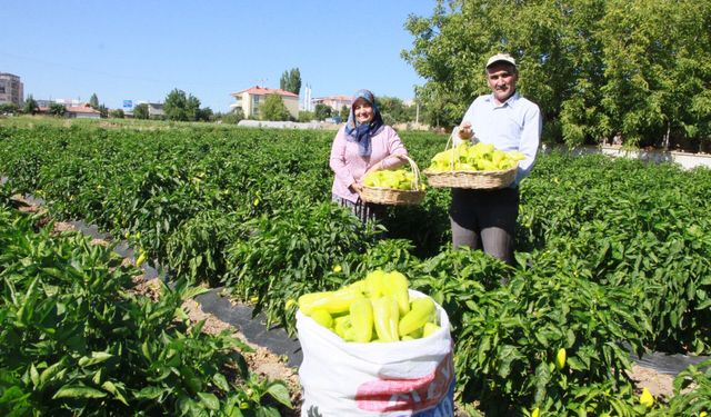 Denizli’nin yeşil altını dalından indi: Tescilli Kaledavaz Biberi tezgahlarda, 30. dev festival geliyor!
