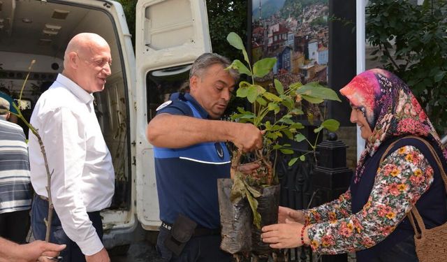 Babadağ’da ceviz fidanları toprakla buluşuyor