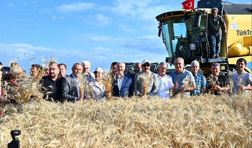 Denizli Valisi Köşger biçerdöver koltuğuna geçti: Acıpayam'da yerli tohumda bereketli hasat!