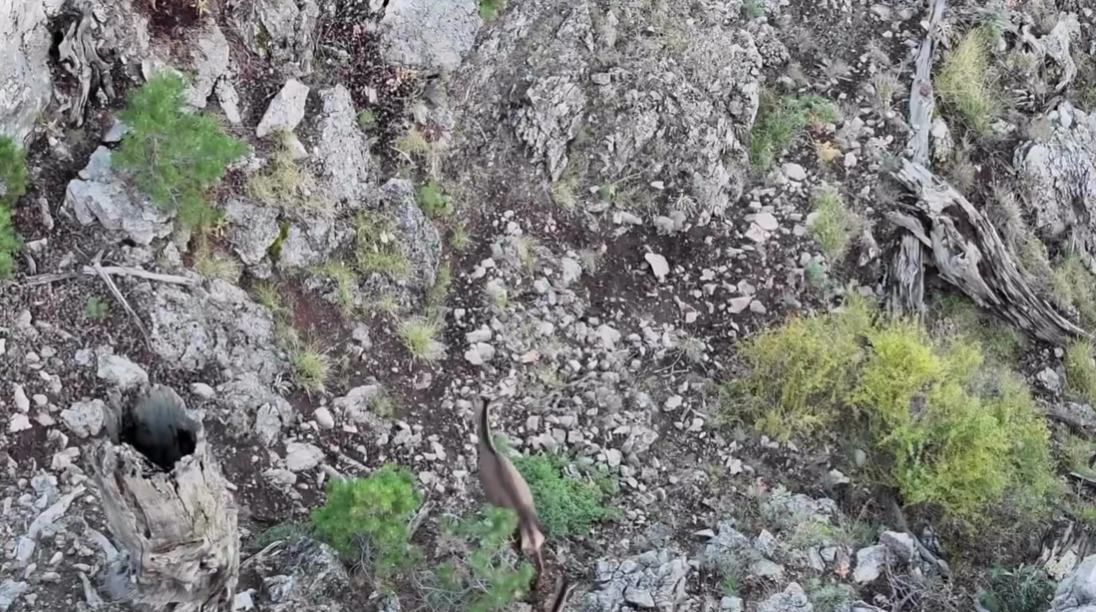 Akdağ'da kızıl geyikler termal dronle görüntülendi